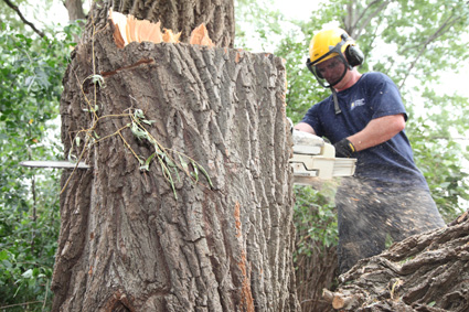 worker removing a tree stump