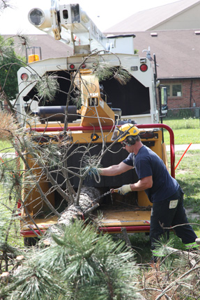 worker feeding a tree through a wood chipper