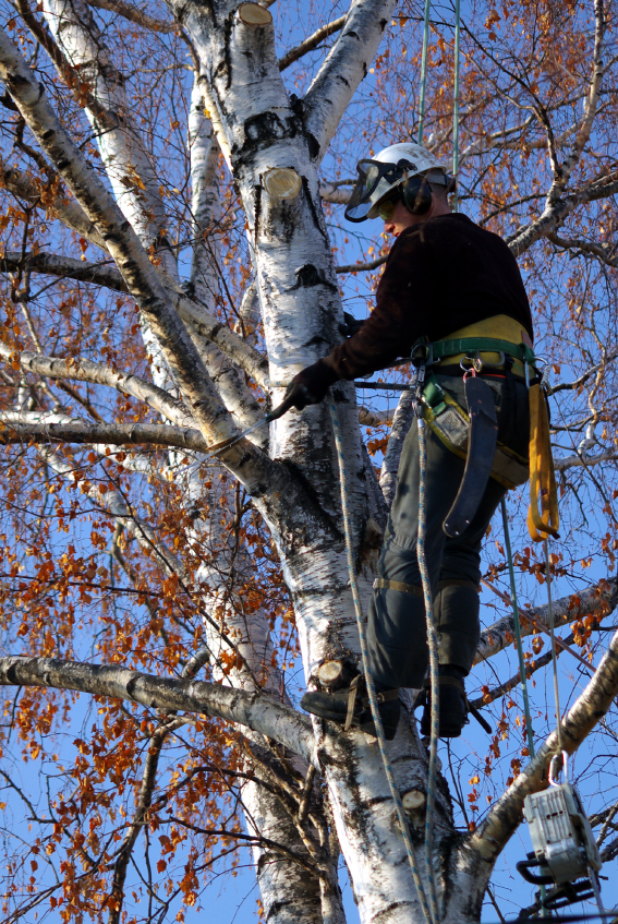 worker in a tree