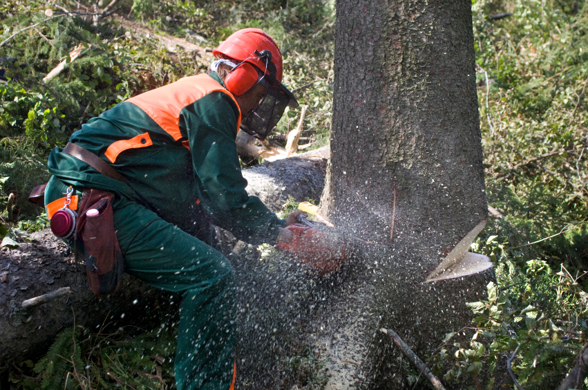 worker cutting a tree with a chainsaw