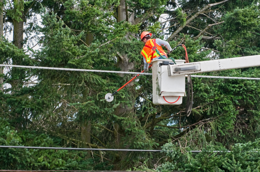 worker cutting a tree from a crane - Tree Service Mississauga